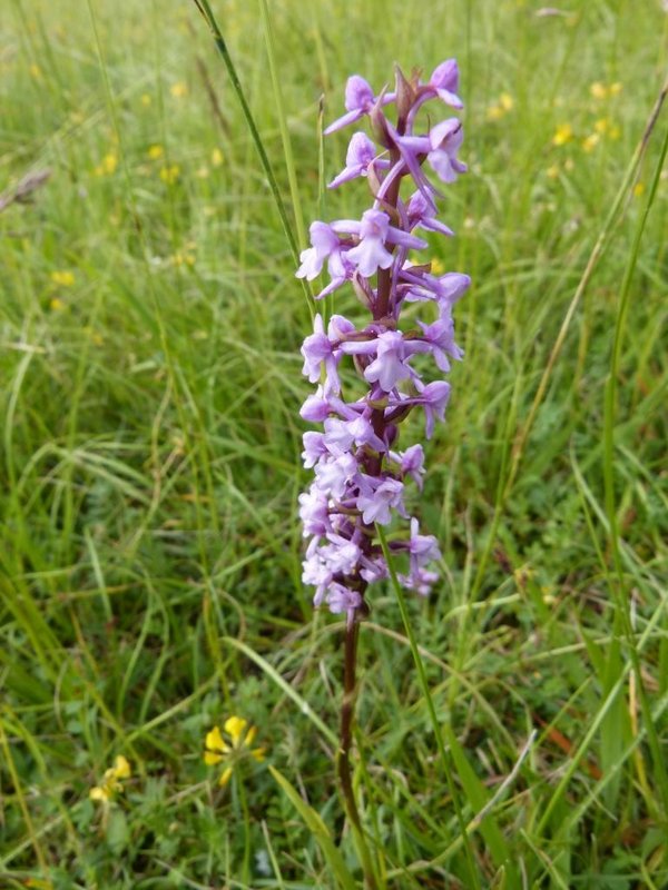 Orchis moucheron Gymnadenia conopsea 002